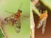 Chrysopilus laetus